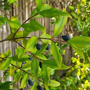 Mirto Blu , Àrbatax Italia
